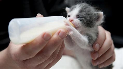 But you can see why this method can turn into a problem for a cat that doesn't know when to stop. Weaning Kittens: 5 Steps to Free Feeding Youth Cats ...