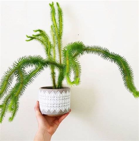 While cacti can make gorgeous additions to your indoor plant displays, you may be wondering if having cactus in the home is good for you and your family's health. Are you having a bad hair day too? This rock tassel fern ...