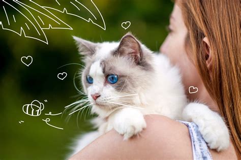 This may be a hard topic, especially if your cat is sick, but it is. Meowing mysteries - what does your cat's meow mean ...