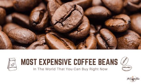 The above is the list of the most expensive coffee beans every coffee lover would love to taste. Most Expensive Coffee Beans That You Can Buy Right Now