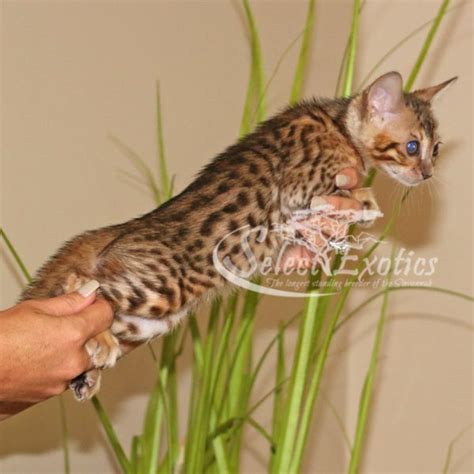 Breeding savannah cats kittens for sale uk europe savannah cat breed f1 f2 f3 f4 f5 south west, shipping europe import and export world wide. F3 Savannah Kittens - Savannah Cat - Select Exotics
