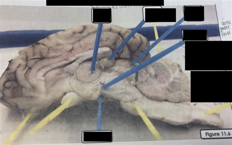 Diagrams of feline arterial and venous systems. Brain Anatomy Quizlet - Anatomy Drawing Diagram