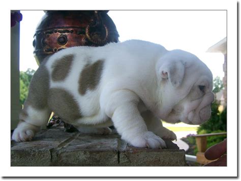 Not all puppies are born show dogs, as any honest breeder will tell you. Charming english bulldog puppies