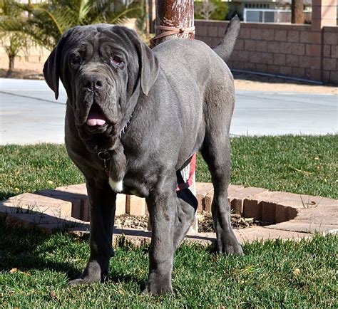 Perros.com | todo sobre el mastín napolitano y sus cuidados. Mastín Napolitano - Razas perros | Mascotas