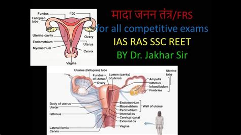 Find the perfect female reproductive system stock photo. FEMALE REPRODUCTIVE SYSTEM for all competitive exams- SSC ...