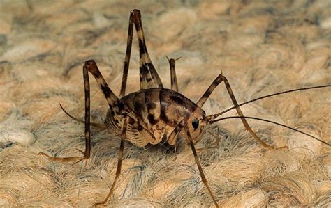 They're technically not spiders but solifugae (although, like spiders, they belong to the class arachnida). Ten Things You Didn't Know About New York's Camel Crickets ...