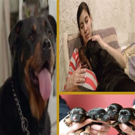 Oh, and there is an actual image of the woman breastfeeding the pug on the page. extra women breastfeed rottweiler puppy to save his life - www.khaskhabar.com