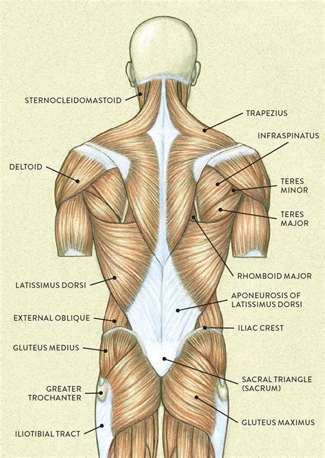There are seven cervical vertebrae in the neck, 12 thoracic vertebrae in the torso and five lumbar vertebrae in the lower back. MUSCLES OF THE TORSO—LATERAL VIEW