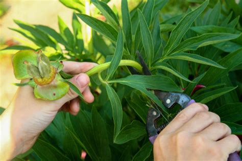 Die stauden ziehen ab dem spätsommer, spätestens im herbst ein und der spross stirbt ab. Pfingstrosen schneiden » Anleitungen, Tipps und Tricks ...