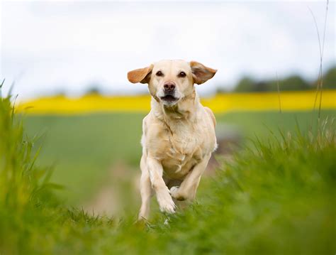 When do labs calm down: Do Labradors Calm Down with Age - Animals HQ