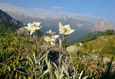 Bunga edelweiss jawa yang dilindungi generasi biologi. edelwei-ofenpass2013 - Phinemo