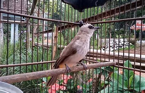 For all of you who like to love and keep birds, especially the gacor trucuk, this application is perfect for you to. Download Gambar Burung Trucukan : Index Of Wp Content ...