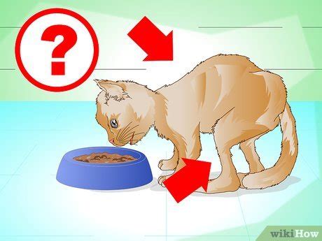 Check spelling or type a new query. 3 Ways to Put Weight on a Cat - wikiHow