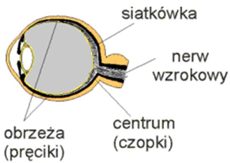 Zawiera światłoczułe pręciki i czopki. Retina Forum - Retinitis Pigmentosa (RP) - zwyrodnienie ...