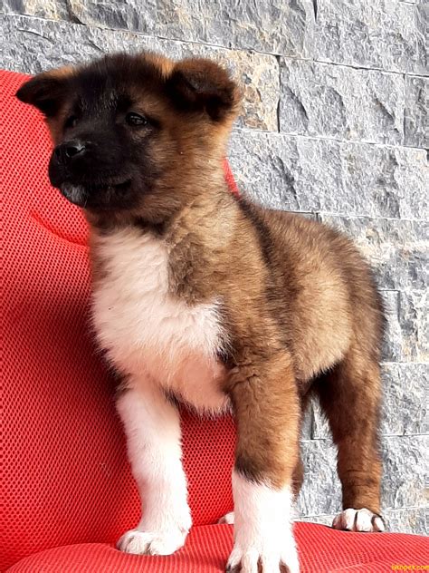 Picture as extensive as possible about our breeding and show event and we want to answer questions concerning the american akita and about owning dogs, education and health. AMERİCAN AKİTA INU YAVRULARI - 238280 - bikopek.com