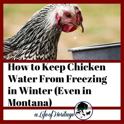 Do all homes need gutters? How to Keep Chicken Water From Freezing in Winter (Even in ...