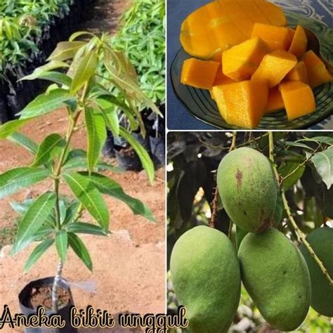 Mangga harumanis terkenal kerana rasanya enak, lain daripada buah mangga yang lain. Gambar Daun Mangga Harum Manis - Gambar Bagian Tumbuhan