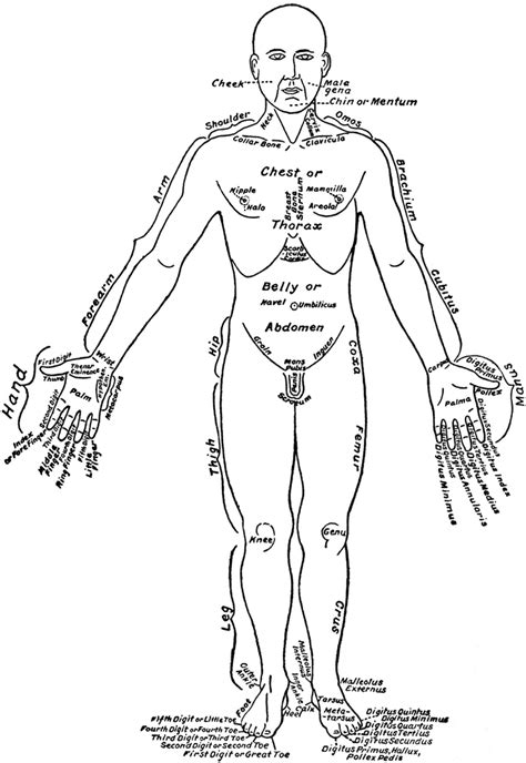 Which part of a girl/woman body makes her most sexually excited by touching? Front View of the Parts of the Human Body Labeled in ...