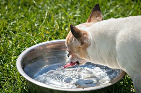 Teaching your puppy to drink water is fairly simple. Dog Bladder Infection - Causes, Symptoms & Treatment