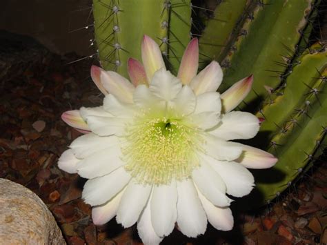 Queen of the night, is a plant that is awkwardly beautiful and one of my favorites! Gallery Queen Of The Night Cactus