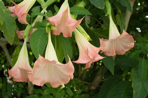 Natural resources conservation service plant guide have the same red trumpet shaped flowers, but are characterized by their varying growth forms and different chromosome numbers (ford and gottlieb, 2007). Pictures of Pink Flowers