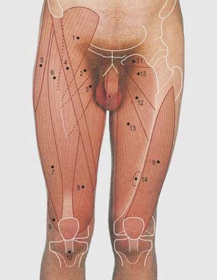 Its upper and lower surfaces are flattened and rough, and give attachment to the intervertebral fibrocartilages, and each. Lower Limb - Surface Anatomy, 4 Edition