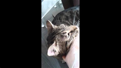 A lot of clients have told friends and families about us, and we want to thank you for. MONKEY into his purring time WEST VILLAGE CAT VISITS - YouTube