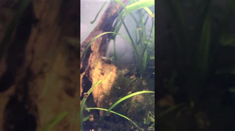 Poecilia wingei und reticulata wurden mehrere jahre in schwarmzucht gehalten. New guppy endler hybrid - YouTube