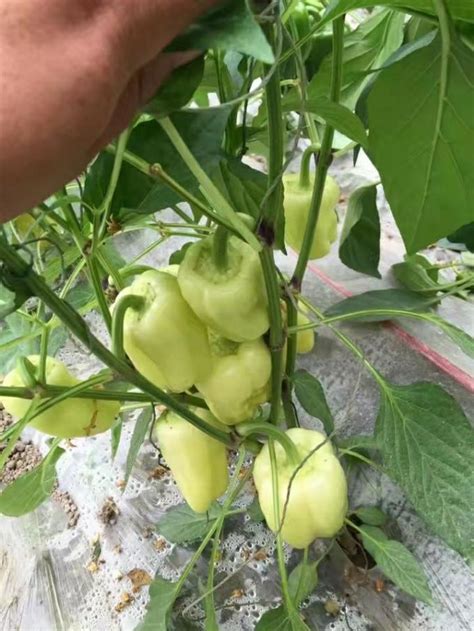 Oct 14, 2019 · fruit that's not picked eventually will fall from the tree. Cherry Citrus Fruit Tree Fertilizer , Macronutrient ...