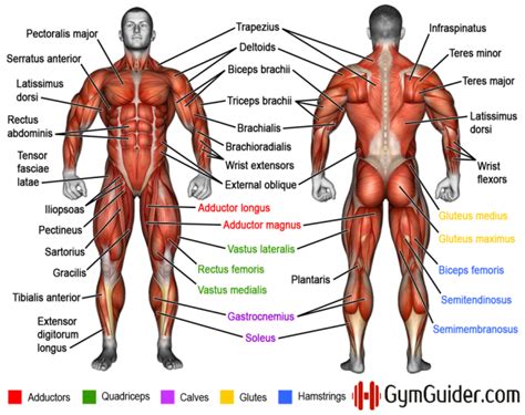 Muscles, attached to bones or internal organs and blood vessels, are responsible for movement. Why You Should Learn Muscle Names - Bodydulding | Muscle ...