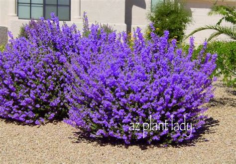 Check spelling or type a new query. Flowering+Bushes+and+Shrubs+that+bloom+in+summer | Arizona ...