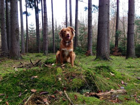 Das fell des nova scotia duck tolling retrievers ist für die vogeljagd in eisigen gewässern geschaffen und sehr isolierfähig. Suki ~ Nova scotia duck tolling retriever