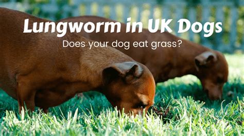 Cats can carry ringworm on their fur more frequently than dogs, and often don't show any clinical signs from it—in other words, they may or so, what's the treatment? Lungworm in Dogs. Symptoms, Treatment and Prevention in the UK