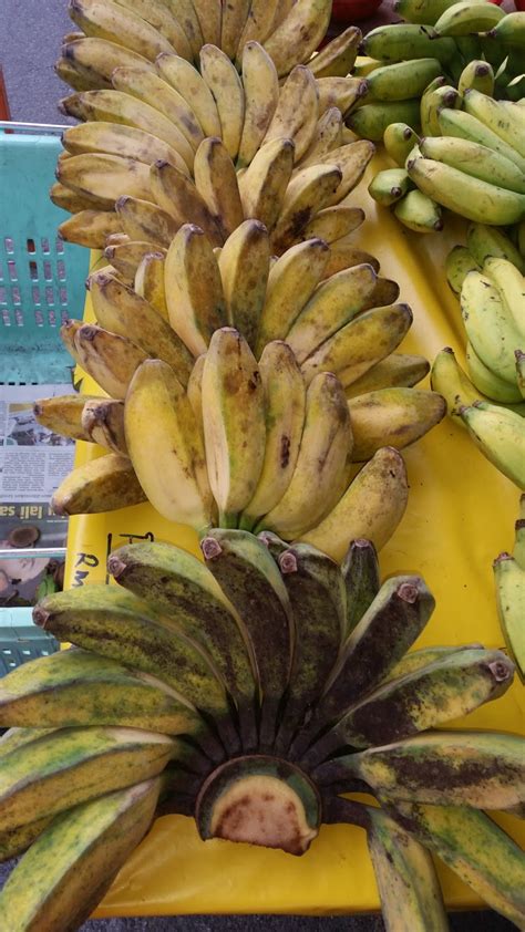 Terdapat banyak kegunaan pokok pisang. Warisan Petani: Tanaman Pisang 9 : Pisang Nipah.