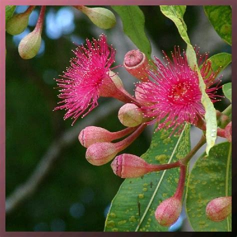 Here are the top 10 flowering trees sold from the arbor day tree nursery , in order of the most popular. Pink Flowering Gum | Flowering tree. in Brisbane ...