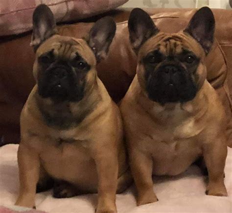 They are short haired though so shedding is minimal compared to a long haired dog. UK French Bulldog Shedding Information - ChubbaChops