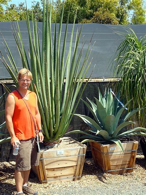 Hap hallibaugh and peter lipson have ran a gem of a garden centre what began as a hobby has grown into a magical nursery, with hundreds of varieties of cacti and succulents. Furcraea macdougalii - Cactus Jungle