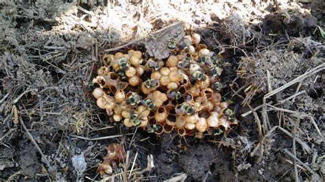 In fact, they will go out of their. Bumblebee nest, found at work beneath plywood, in perfect ...