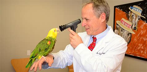 Lets show people that not all exotic pet owners are crazy. Avian and Exotic Pet Care | East Bay Veterinary Hospital ...