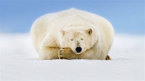 Trouvez des images de ours. Ours blanc sur une île barrière de la mer de Beaufort ...