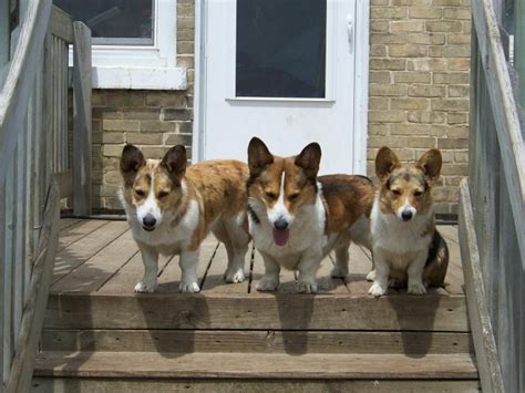 Despite their unassuming size, the corgi breed is fairly extraordinary. Corgi Breeders in WI-Cedar Ridge Corgis Kewaunee, WI 54216 ...