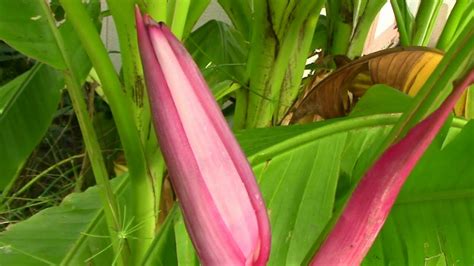 How to grow banana trees. Musa Velutina Pink Banana Tree With Flower in Zone 6 - YouTube