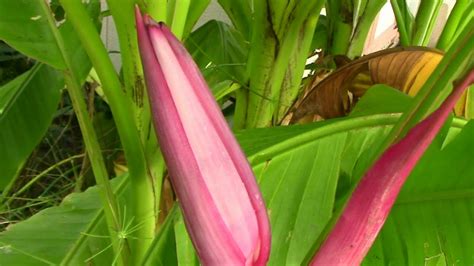 I have noticed that these trees must have a constant supply of water to keep their leaf color green. Musa Velutina Pink Banana Tree With Flower in Zone 6 - YouTube