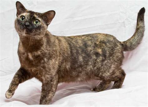 Read more about this cat breed on our burmese breed information page. burmese tortie - looking forward to getting our little ...