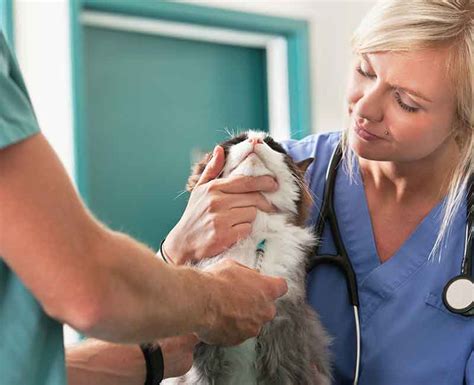 As a veterinarian myself, knowing pets are fearful of little things hurts my heart. Low-Stress Jugular Blood Draw Video