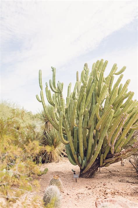 The plant will feed the seedling and increase it growth. Visiting the Desert Botanical Garden in Phoenix // SamiM ...