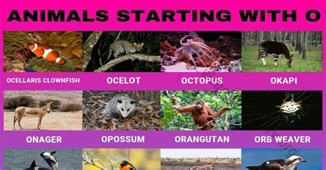 African animal beginning with o otter. Animals that Start with O: Useful List of 24 Animals ...