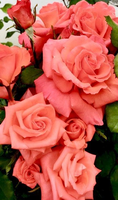 Partecipazioni matrimonio con copertina in cartoncino ruvido di colore tortora con rose in rilievo e bianco e argento a caldo. Color Salmone Sfondo Rosa Salmone