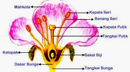 Check spelling or type a new query. Bagian-Bagian Bunga dan Fungsinya