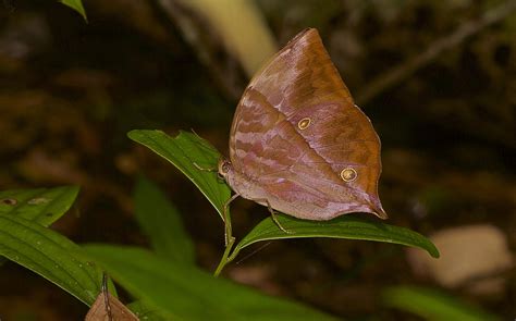 Hänge besser einige regale an die wände und stelle dahin bücher, fotos, schöne kleinigkeiten. Wie ein verwelktes Blatt, Nymphalidae sp. aus dem ...